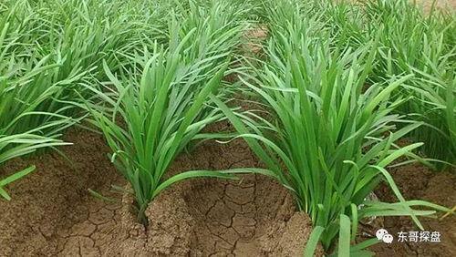 杭州爆料韭菜视频,视频揭露惊人真相，网友热议不已  第3张